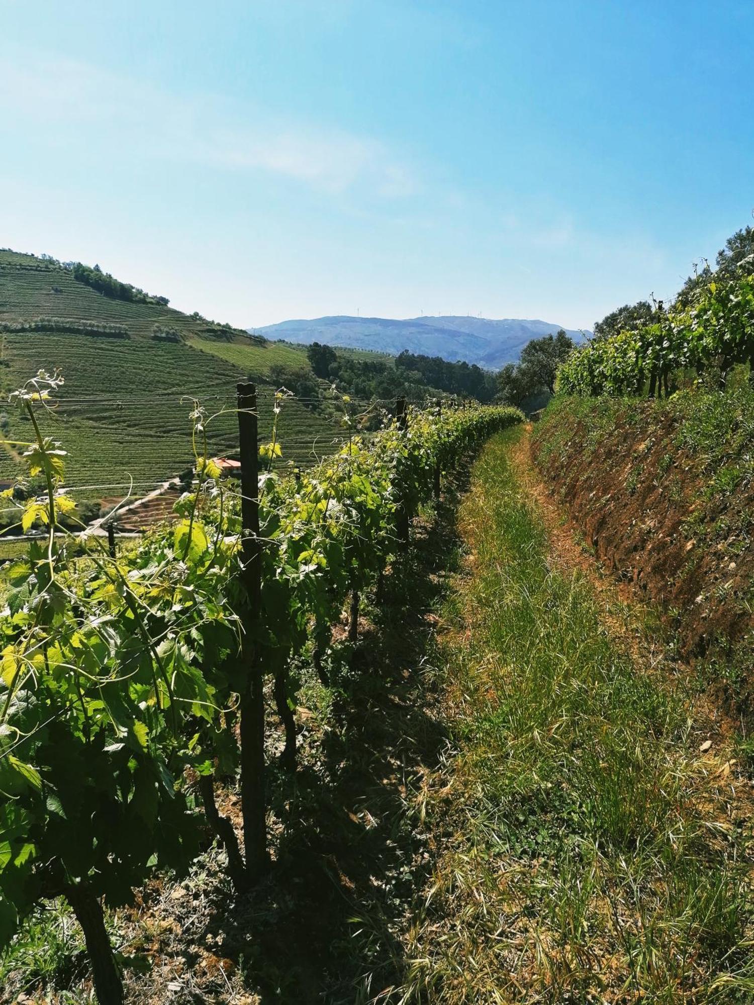 Вілла Quinta De Baixo Vila Marim Екстер'єр фото
